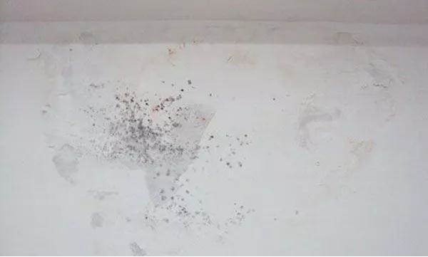 tường bị ẩm mốc