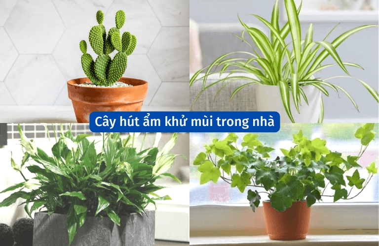 Sử dụng cây hút ẩm trong nhà để chống nồm ẩm vào mùa nồm