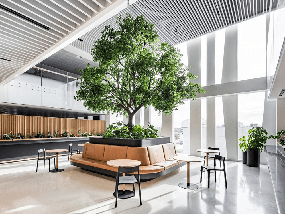 Văn phòng xanh phong cách Biophilic với cây xanh kích thước lớn nhưng hài hòa